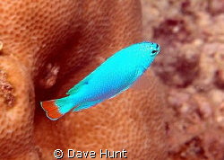 Blue devil damselfish.  I've never seen a more vibrant bl... by Dave Hunt 